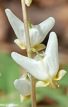 Dutchman's Breeches