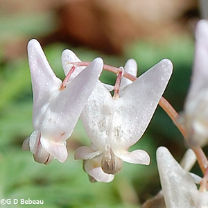 Dutchman's Breeches
