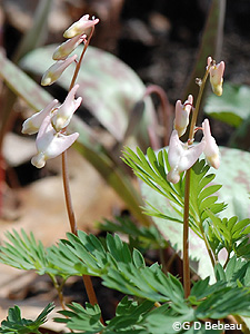 Dutchman's Breeches