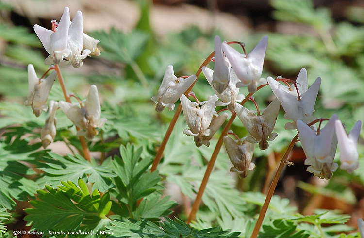 Dutchman's Breeches