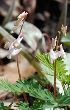Dutchman's Breeches
