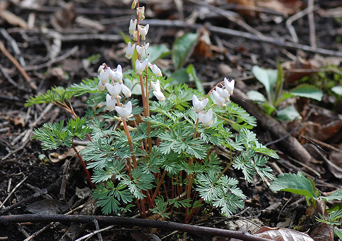 Dutchman's Breeches plant