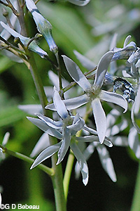 Eastern Bluestar