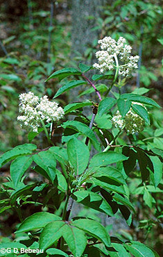 Elderberry