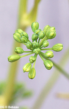 flower buds