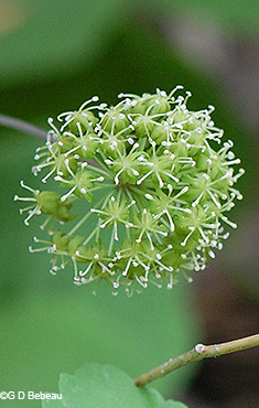 inflorescence