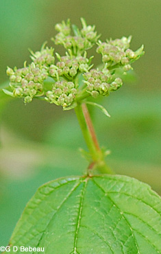 European Cranberry flower development