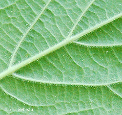 Leaf underside