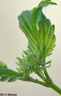 European Cranberry buds