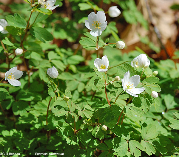 False Rue-anemone