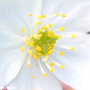 False Rue Anemone carpel