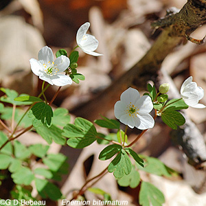 False Rue-anemone
