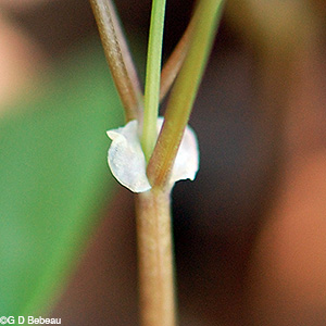 False Rue anemone leaf stipule
