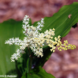 False Solomon's Seal flower head