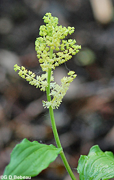 False Solomon's Seal flower head