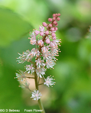 Foamflower