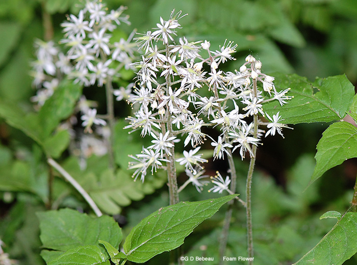 Foamflower
