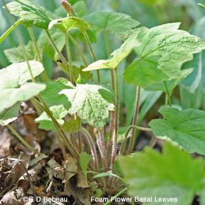 Foam Flower basal leaves