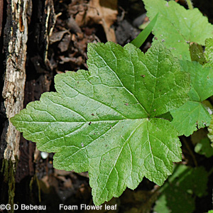 Foam Flower leaf