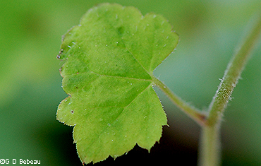 stem leaf