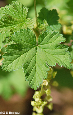 Garden Currant Leaf