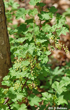 Garden Currant