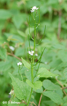 Garlic mustard flowers and seed pod