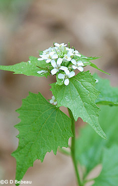 Garlic Mustard