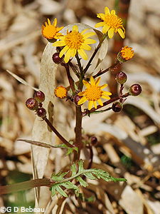 Golden Ragwort