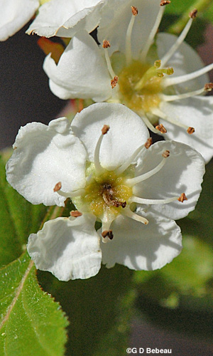 Hawthorn flower