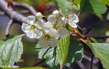 Hawthorn flowers