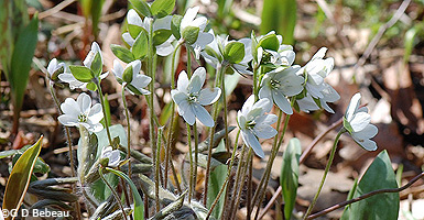Hepatica
