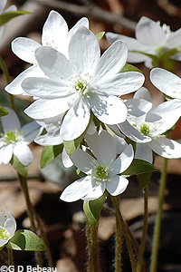 Hepatica