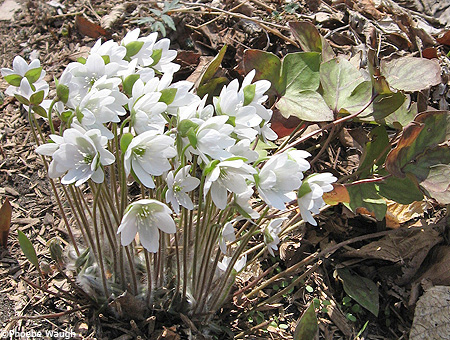 Sharp-lobed Hepatica