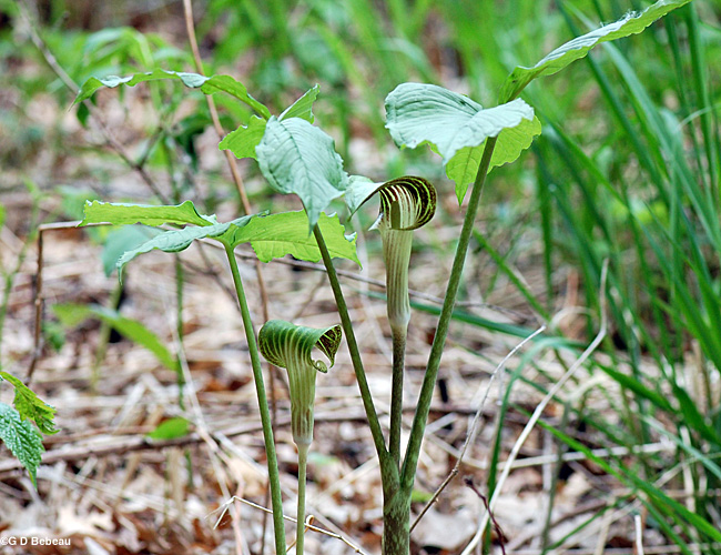 Jack-in-the-pulpit pair