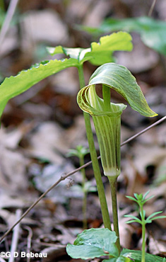 Jack-in-the-pulpit