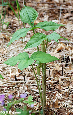 Jack-in-pulpit