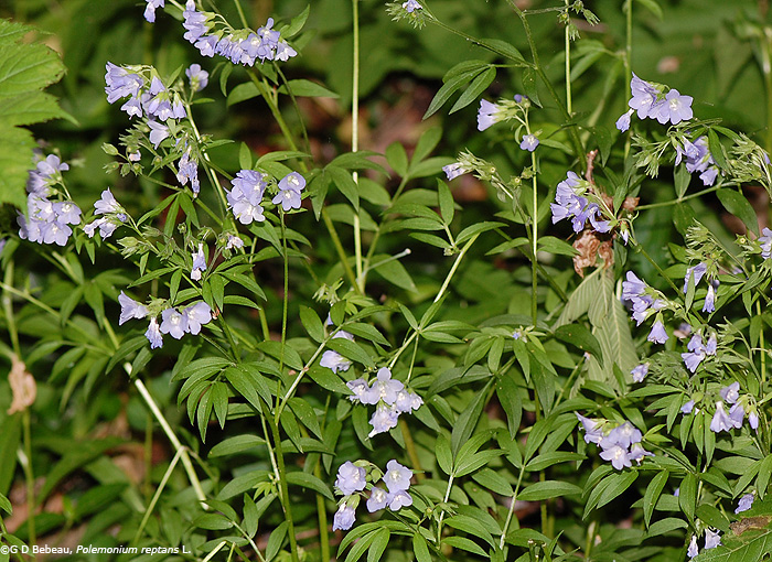 Jacob's Ladder photo
