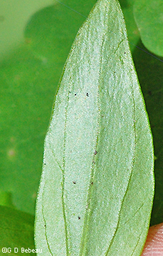 leaf underside