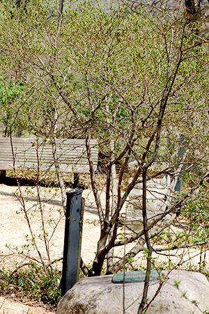 Leatherwood shrub and Tablet