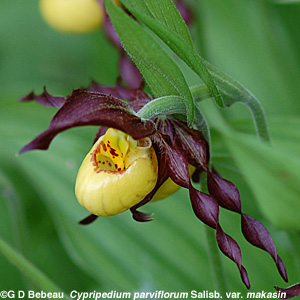 Yellow Lady's-slipper var. makasin