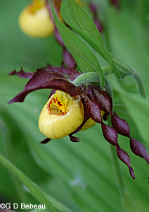 Yellow Lady's-slipper