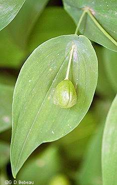 Bellwort seed capsule