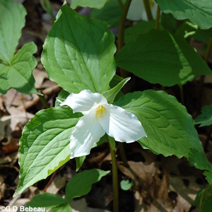 Large Flowered trillium