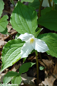 Large Flowered Trillium