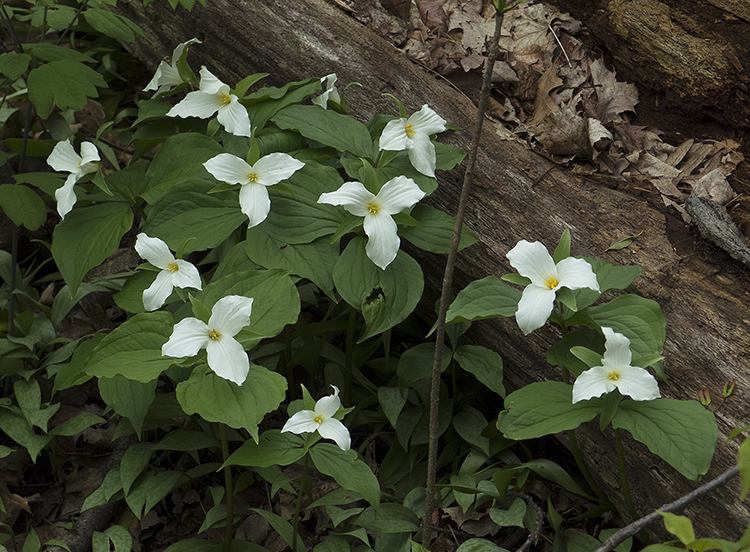 Large-flowered Trillium