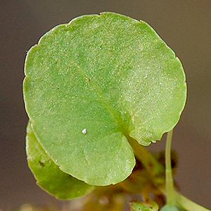 leaf upper side