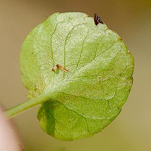 leaf underside