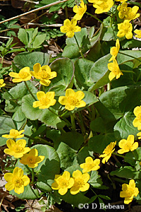 Marsh Marigold