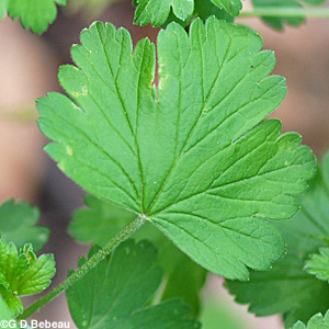 Missouri Gooseberry leaf